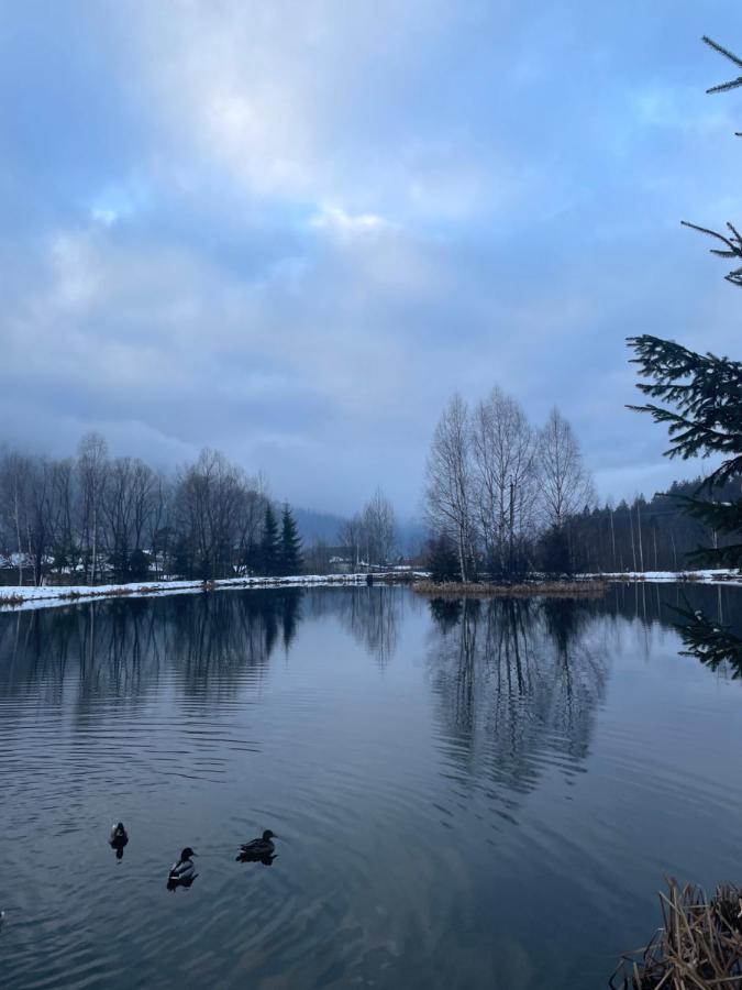 диво квітка Daire
